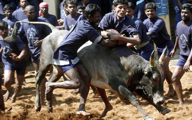 jallikattuchallengedagaininsupremecourt